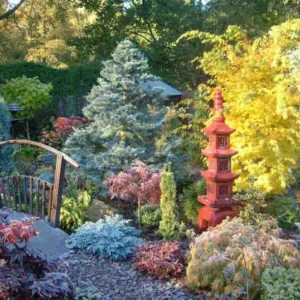 Garden ideas, Border ideas, Plant Combinations, Spring Borders, Summer Borders, Fall borders, Winter Borders, Japanese Maples, Evergreen Shrubs, Conifers, Juniperus, Atlas Cedar