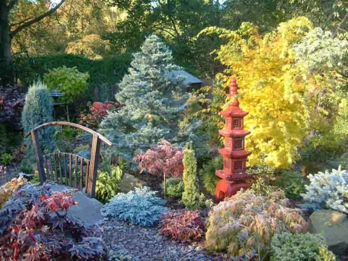 Garden ideas, Border ideas, Plant Combinations, Spring Borders, Summer Borders, Fall borders, Winter Borders, Japanese Maples, Evergreen Shrubs, Conifers, Juniperus, Atlas Cedar