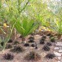 Garden ideas, Mediterranean garden, Desert garden, Water wise garden, Low maintenance garden, Dioon edule, Dyckia Burgundy Ice, Parkinsonia praecox, Cycad, Palo Verde