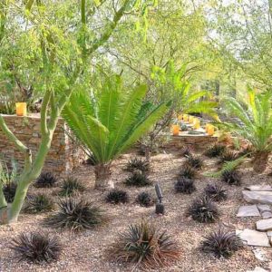 Garden ideas, Mediterranean garden, Desert garden, Water wise garden, Low maintenance garden, Dioon edule, Dyckia Burgundy Ice, Parkinsonia praecox, Cycad, Palo Verde