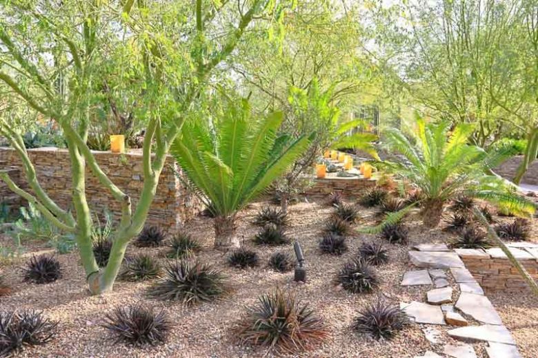 Garden ideas, Mediterranean garden, Desert garden, Water wise garden, Low maintenance garden, Dioon edule, Dyckia Burgundy Ice, Parkinsonia praecox, Cycad, Palo Verde