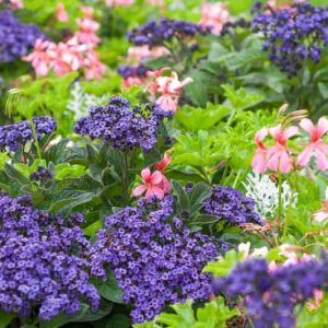 Garden Ideas, Border ideas, Plant Combination Ideas, Summer Border Idea, Pelargonium, Geranium, Dusty Miller, Silver Dust, Heliotropium, Heliotrope, Senecio Cineraria, Drought tolerant plants
