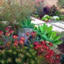 Garden Ideas, Landscaping Ideas, Coastal plant, Seaside plant, drought tolerant plant, Camille Beehler, Leucadendron salignum Summer Red, Leucadendron Safari Sunset, Grevillea Long John, Agave attenuata, Agave Blue Glow, Festuca glauca, Pennisetum setaceum Rubrum, Aeonium Zwartkop,