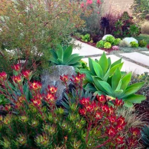 Garden Ideas, Landscaping Ideas, Coastal plant, Seaside plant, drought tolerant plant, Camille Beehler, Leucadendron salignum Summer Red, Leucadendron Safari Sunset, Grevillea Long John, Agave attenuata, Agave Blue Glow, Festuca glauca, Pennisetum setaceum Rubrum, Aeonium Zwartkop,