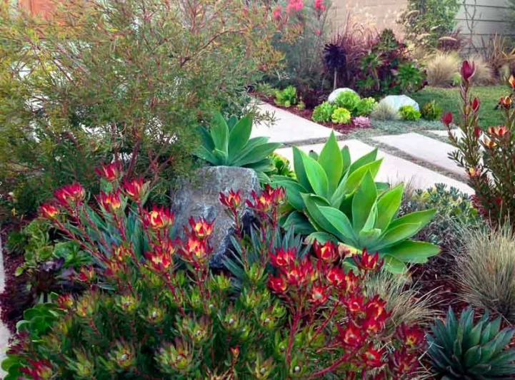 Garden Ideas, Landscaping Ideas, Coastal plant, Seaside plant, drought tolerant plant, Camille Beehler, Leucadendron salignum Summer Red, Leucadendron Safari Sunset, Grevillea Long John, Agave attenuata, Agave Blue Glow, Festuca glauca, Pennisetum setaceum Rubrum, Aeonium Zwartkop,