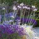 Garden Ideas, Landscaping ideas, Agapanthus africanus Albus, Agapanthus Northern Star,  Agapanthus Silver Moon, Agastache Black Adder, Deschampsia cespitosa, Eryngium bourgatii, Lavandula angustifolia 'Hidcote', Perovskia atriplicifolia, Russian Sage, Mediterranean border