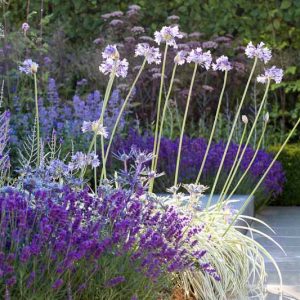 Garden Ideas, Landscaping ideas, Agapanthus africanus Albus, Agapanthus Northern Star,  Agapanthus Silver Moon, Agastache Black Adder, Deschampsia cespitosa, Eryngium bourgatii, Lavandula angustifolia 'Hidcote', Perovskia atriplicifolia, Russian Sage, Mediterranean border