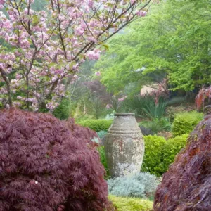 Spring Combination Ideas, Bulb Combinations, Plant Combinations, Flowerbeds Ideas, Spring Borders,Summer Borders, Acer palmatum atropurpureum, Japanese Maple, prunus Kanzan, Flowering Cherry tree, Pink flowers,
