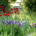 Spring Combination Ideas, Bulb Combinations, Plant Combinations, Flowerbeds Ideas, Spring Borders,Summer Borders, Siberian Iris, Iris Sibirica, Papaver oriental, Oriental poppies