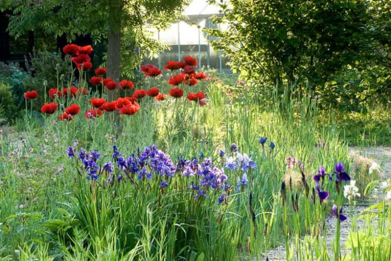 Spring Combination Ideas, Bulb Combinations, Plant Combinations, Flowerbeds Ideas, Spring Borders,Summer Borders, Siberian Iris, Iris Sibirica, Papaver oriental, Oriental poppies