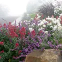 Garden Ideas, Landscaping Ideas, Drought Tolerant garden ideas, Full Sun garden ideas, low maintenance garden ideas, Salvia leucantha, Mexican bush sage, Centranthus ruber, Red Valerian, Rose Iceberg, White roses