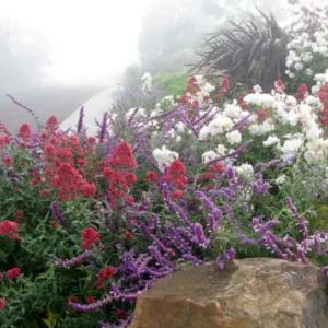 Garden Ideas, Landscaping Ideas, Drought Tolerant garden ideas, Full Sun garden ideas, low maintenance garden ideas, Salvia leucantha, Mexican bush sage, Centranthus ruber, Red Valerian, Rose Iceberg, White roses