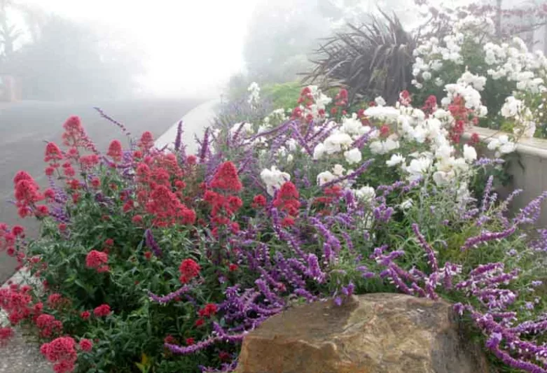 Garden Ideas, Landscaping Ideas, Drought Tolerant garden ideas, Full Sun garden ideas, low maintenance garden ideas, Salvia leucantha, Mexican bush sage, Centranthus ruber, Red Valerian, Rose Iceberg, White roses