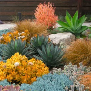 Garden ideas, landscape ideas, Drought Tolerant, Full Sun, Part sun, Mediterranean plants, Water wise garden, Low maintenance garden, Agave attenuata,Agave Blue Glow, Senecio, blue chalksticks, carex testacea, debora Carl, Euphorbia 'Sticks on Fire', Sedum nussbaumerianum