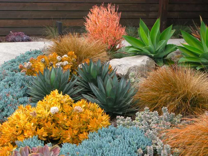 Garden ideas, landscape ideas, Drought Tolerant, Full Sun, Part sun, Mediterranean plants, Water wise garden, Low maintenance garden, Agave attenuata,Agave Blue Glow, Senecio, blue chalksticks, carex testacea, debora Carl, Euphorbia 'Sticks on Fire', Sedum nussbaumerianum