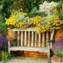 Garden ideas, Border ideas, Plant Combinations, Flowerbeds Ideas, Summer Borders, Gravel Garden, Mediterranean Garden, Lavender, Lavandula, Stipa gigantea, kniphofia, red hot pokers, olearia, helichrysum italicum