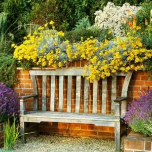 Garden ideas, Border ideas, Plant Combinations, Flowerbeds Ideas, Summer Borders, Gravel Garden, Mediterranean Garden, Lavender, Lavandula, Stipa gigantea, kniphofia, red hot pokers, olearia, helichrysum italicum