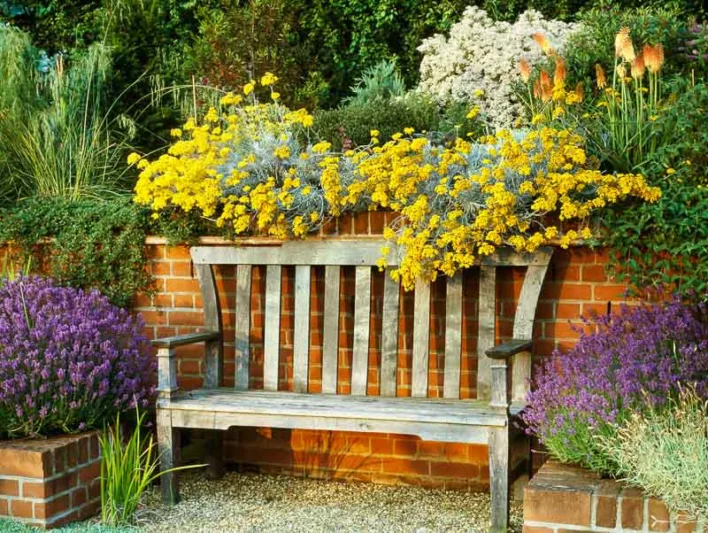 Garden ideas, Border ideas, Plant Combinations, Flowerbeds Ideas, Summer Borders, Gravel Garden, Mediterranean Garden, Lavender, Lavandula, Stipa gigantea, kniphofia, red hot pokers, olearia, helichrysum italicum