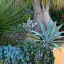 Garden Ideas, Landscaping Ideas, drought tolerant plant, succulent garden, Agave americana, Senecio, Debra Lee, Beaucarnea recurvata, Ponytail Palm, Rosemary, Rosmarinus, Agave Franzosinii, Mediterranean garden