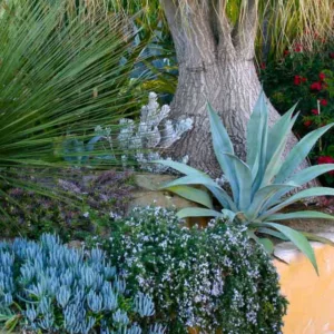 Garden Ideas, Landscaping Ideas, drought tolerant plant, succulent garden, Agave americana, Senecio, Debra Lee, Beaucarnea recurvata, Ponytail Palm, Rosemary, Rosmarinus, Agave Franzosinii, Mediterranean garden