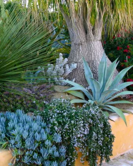 Garden Ideas, Landscaping Ideas, drought tolerant plant, succulent garden, Agave americana, Senecio, Debra Lee, Beaucarnea recurvata, Ponytail Palm, Rosemary, Rosmarinus, Agave Franzosinii, Mediterranean garden