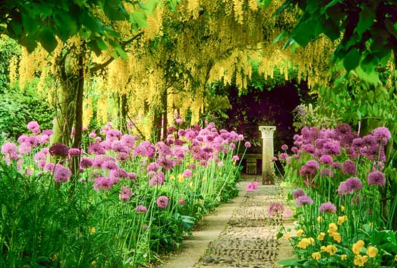 Plant Combinations, Flowerbeds Ideas, Spring Borders, Summer Borders, Allium Purple Sensation, Allium Globemaster, Laburnum, Golden Chain Tree,