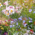 Garden Ideas, Perennial Planting, Perennial combination, Summer Borders, Fall Borders, Achillea 'Terracota', Lilium Regale, Agapanthus, lily-of-the-Nile, ornamental grasses, Gypsophilia, baby's breath, red Dahlia, Eryngium,
