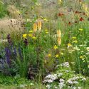Summer borders, Garden Ideas, Border ideas, Perennial Planting, Perennial combination, Prairie Planting, Penstemon,Beardtongue, Salvia nemorocsa, Purple Sage, Stipa Tenuissima, Achillea, Kniphofia, Queen Anne Lace