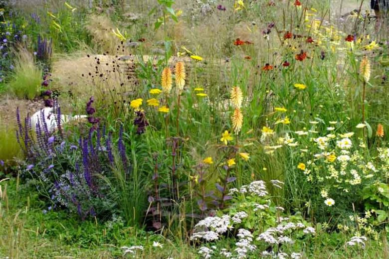 Summer borders, Garden Ideas, Border ideas, Perennial Planting, Perennial combination, Prairie Planting, Penstemon,Beardtongue, Salvia nemorocsa, Purple Sage, Stipa Tenuissima, Achillea, Kniphofia, Queen Anne Lace