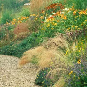 Garden Ideas, Border ideas, Perennial Planting, Perennial combination, Summer Borders, Fall Borders, Liatris spicata, Gayfeather, Stipa, Rubeckia, hemerocallis, daylilies, prairie planting