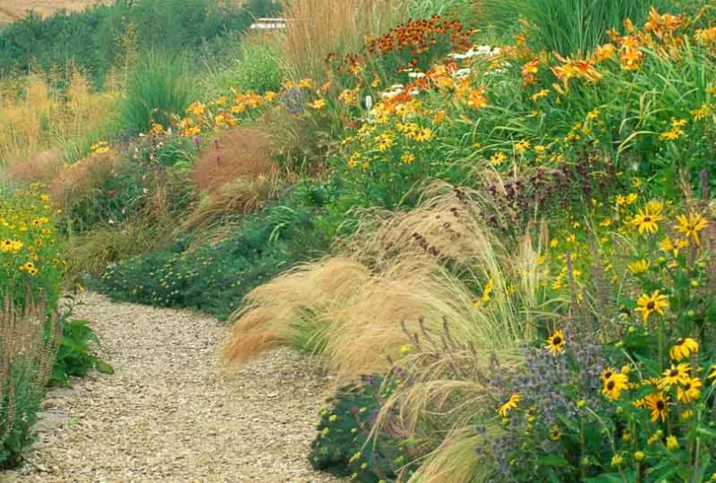 Garden Ideas, Border ideas, Perennial Planting, Perennial combination, Summer Borders, Fall Borders, Liatris spicata, Gayfeather, Stipa, Rubeckia, hemerocallis, daylilies, prairie planting