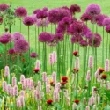Spring Combination Ideas, Bulb Combinations, Plant Combinations, Flowerbeds Ideas, Spring Borders, Summer Borders, Allium, Purple sensation, Persicaria Superba, cirsium rivulare atropurpureum