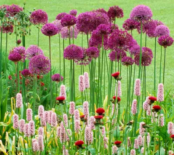 Spring Combination Ideas, Bulb Combinations, Plant Combinations, Flowerbeds Ideas, Spring Borders, Summer Borders, Allium, Purple sensation, Persicaria Superba, cirsium rivulare atropurpureum
