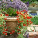 Garden Ideas, Landscaping Ideas, drought tolerant plant, Mediterranean garden, Limonium perezii, lotus berthelotii, echeveria, Parrot Beak, Sea lavender, Statice, container gardening, container growing
