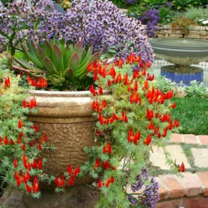 Garden Ideas, Landscaping Ideas, drought tolerant plant, Mediterranean garden, Limonium perezii, lotus berthelotii, echeveria, Parrot Beak, Sea lavender, Statice, container gardening, container growing