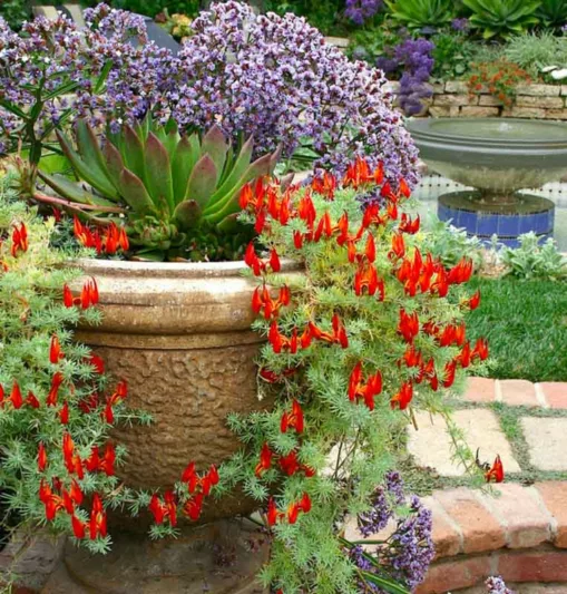 Garden Ideas, Landscaping Ideas, drought tolerant plant, Mediterranean garden, Limonium perezii, lotus berthelotii, echeveria, Parrot Beak, Sea lavender, Statice, container gardening, container growing