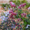 Clematis emilia Plater, Lilium Black Beauty, Combining Clematis, Planting combinations, summer borders, summer border ideas