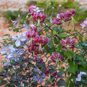 Clematis emilia Plater, Lilium Black Beauty, Combining Clematis, Planting combinations, summer borders, summer border ideas