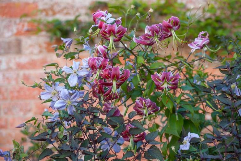 Clematis emilia Plater, Lilium Black Beauty, Combining Clematis, Planting combinations, summer borders, summer border ideas