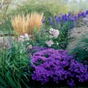 Garden ideas, Border ideas, Plant Combinations, Flowerbeds Ideas, Summer Borders, Fall borders, Asters, Miscanthus, Japanese Silver Grass, Monkshood, Aconitum, Climbing Roses, Kniphofia, Red Torch Lily