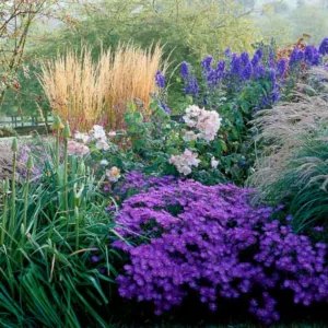Garden ideas, Border ideas, Plant Combinations, Flowerbeds Ideas, Summer Borders, Fall borders, Asters, Miscanthus, Japanese Silver Grass, Monkshood, Aconitum, Climbing Roses, Kniphofia, Red Torch Lily
