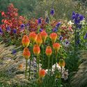 Garden ideas, Border ideas, Plant Combinations, Flowerbeds Ideas, Summer Borders, Fall borders, Miscanthus, Japanese Silver Grass, Monkshood, Aconitum, Climbing Roses, Kniphofia, Red Torch Lily, Spindle Tree, Euonymus
