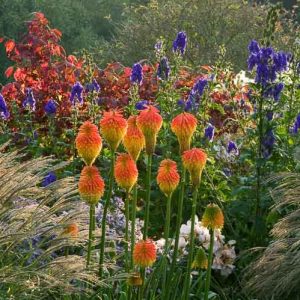 Garden ideas, Border ideas, Plant Combinations, Flowerbeds Ideas, Summer Borders, Fall borders, Miscanthus, Japanese Silver Grass, Monkshood, Aconitum, Climbing Roses, Kniphofia, Red Torch Lily, Spindle Tree, Euonymus