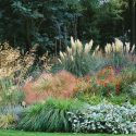Garden ideas, Border ideas, Plant Combinations, Flowerbeds Ideas, Summer Borders, Fall borders, Cortaderia sellanoa, Stipa gigantea, Helenium, Verbena bonariensis, Echinacea purpurea, Stachys byzantina Hakonechloa macra, Carex oshimensis, Asters frikartii