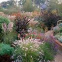 Garden ideas, Border ideas, Plant Combinations, Flowerbeds Ideas, Summer Borders, Fall borders, Cortaderia sellanoa, Stipa gigantea, Helenium, Verbena bonariensis, Echinacea purpurea, Stachys byzantina Hakonechloa macra, Carex oshimensis, Asters frikartii