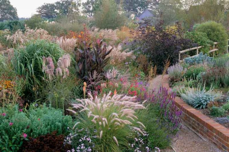 Garden ideas, Border ideas, Plant Combinations, Flowerbeds Ideas, Summer Borders, Fall borders, Cortaderia sellanoa, Stipa gigantea, Helenium, Verbena bonariensis, Echinacea purpurea, Stachys byzantina Hakonechloa macra, Carex oshimensis, Asters frikartii