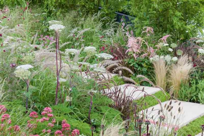 Garden Ideas, Border ideas, Perennial Planting, Perennial combination, Summer Borders, Fall Borders, Sanguisorba Tenuifolia, Astilbe, Pennisetum Rubrum, Centranthus ruber, Valerian, Milk Parsley, Burnet,