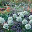 Perennial Combinations, Plant Combinations, Prairie Planting Ideas, Summer Borders, Spring Borders, papaver rhoeas, Verbascum, Mullein, Alliums, Allium Mont Blanc, Anthriscus Ravenswing, Aquilegia Black, Columbines