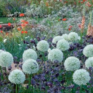 Perennial Combinations, Plant Combinations, Prairie Planting Ideas, Summer Borders, Spring Borders, papaver rhoeas, Verbascum, Mullein, Alliums, Allium Mont Blanc, Anthriscus Ravenswing, Aquilegia Black, Columbines