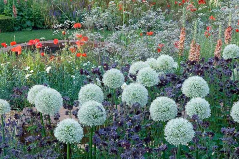 Perennial Combinations, Plant Combinations, Prairie Planting Ideas, Summer Borders, Spring Borders, papaver rhoeas, Verbascum, Mullein, Alliums, Allium Mont Blanc, Anthriscus Ravenswing, Aquilegia Black, Columbines